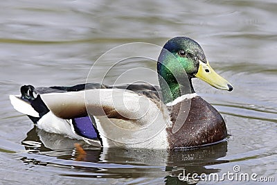 Mallard Drake (Anas platyrhynchos) Stock Photo