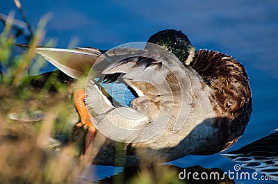 Mallard Drake Eclipse Molt Preening Stock Photo