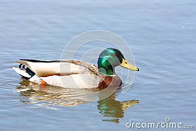 Mallard Duck Stock Photo