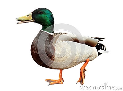 Mallard Duck Stock Photo