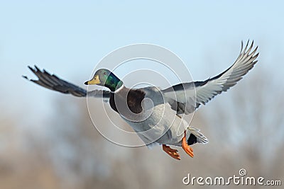 Mallard Duck Stock Photo