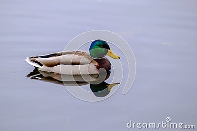 Mallard duck afloat in a pond with reflection Stock Photo