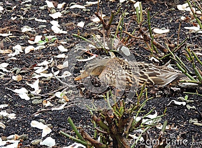 Mallard duck, Anas platyrhynchos, hatches eggs in nest located Stock Photo