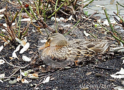 Mallard duck, Anas platyrhynchos, hatches eggs in nest located Stock Photo