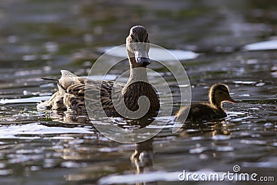 Mallard duck with chick Stock Photo