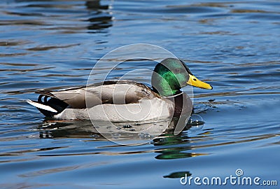 Mallard Duck Drake Stock Photo