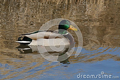 Mallard Duck drake with golden reflections Stock Photo