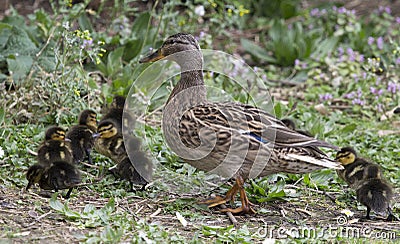 Mallard Duck with ducklings Stock Photo