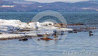 Mallard duck female and male resting on red rock at Burlington Vermont Stock Photo