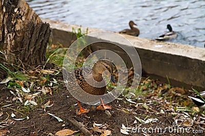 Mallard duck female standing on the banks of the pond. Stock Photo