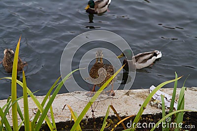 Mallard duck female standing on the banks of the pond. Stock Photo