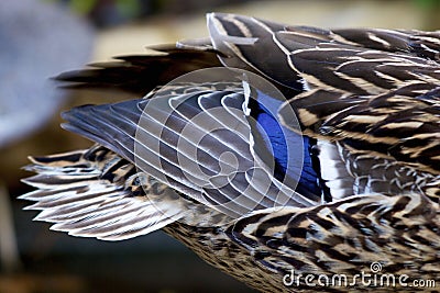 Mallard Duck Female Tail Closeup 703031 Stock Photo