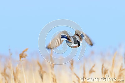 Mallard duck in flight, duck hunting season Stock Photo