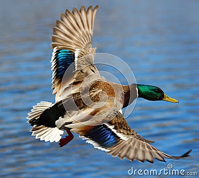 Male Mallard Duck Flying Over Water Stock Photo