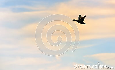 Mallard Duck Flying Stock Photo