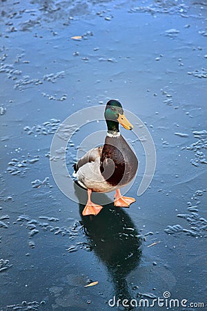 Mallard duck on a frozen lake Stock Photo