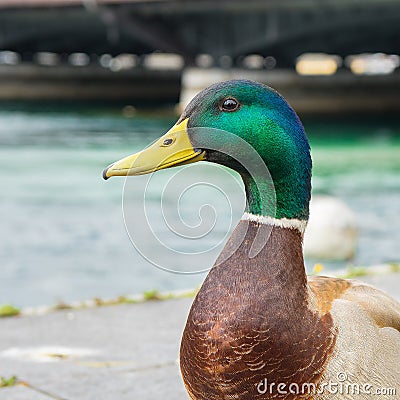 Mallard duck in Geneve, Switzerland Stock Photo