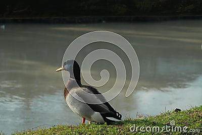 Mallard duck on the grass Stock Photo