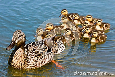 Mallard Duck with her Ducklings Stock Photo