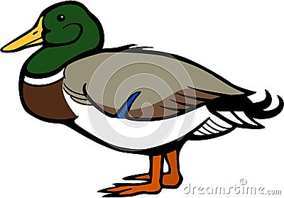 Mallard Duck Vector Illustration