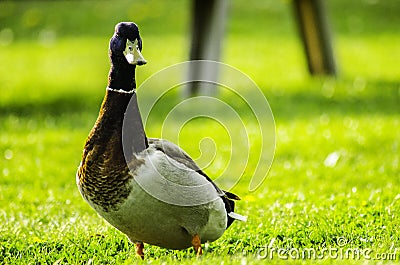 Mallard duck, Sweden, Stockholm Stock Photo