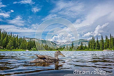 Mallard Duck at Lost Lake Colorado Stock Photo