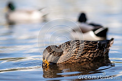 Mallard duck male diving in water. Mallard duck feeds in dark water. Mallard duck butt in dark circled water reflecting Stock Photo