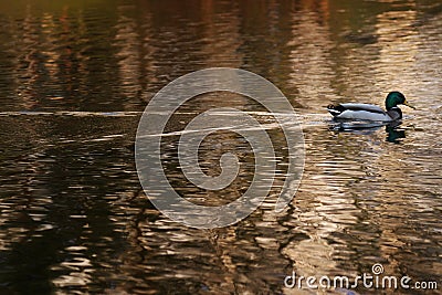 Mallard Duck Stock Photo