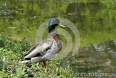 Mallard duck at a pond Stock Photo