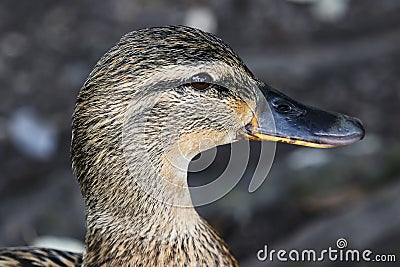 Mallard Duck Portrait Stock Photo