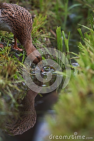 Mallard duck standing on the bank Stock Photo