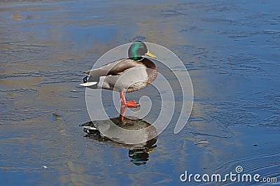 Mallard Duck Standing On Thin Ice Stock Photo