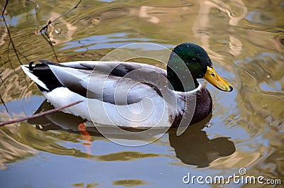 Mallard Duck swimming in a pond. Stock Photo