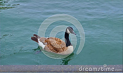 Mallard duck swims in blue lake Stock Photo