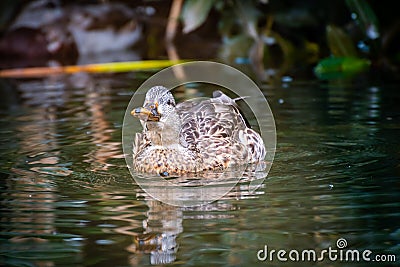 Mallard Duck wading in a pond with head up Stock Photo