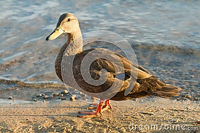 Mallard duck walks along the edge of a lake Stock Photo