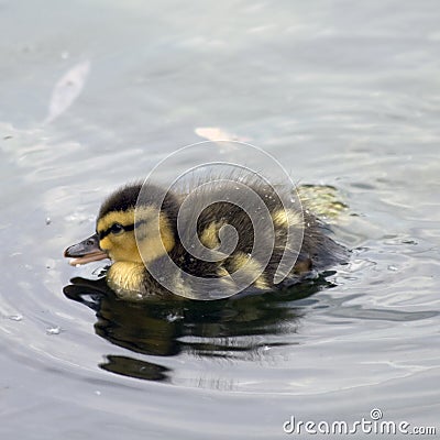 Mallard duckling Stock Photo