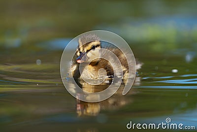 Mallard duckling feeding in wetland pond Stock Photo