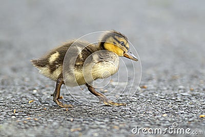 Mallard duckling walks across sidewalk. Stock Photo