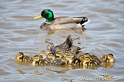 Mallard Ducklings Stock Photo