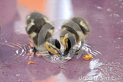 Mallard Ducklings Stock Photo