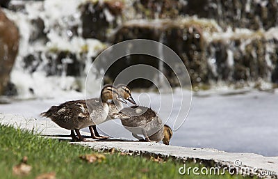 Mallard Ducklings Stock Photo
