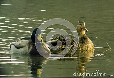 Mallard Ducks Stock Photo