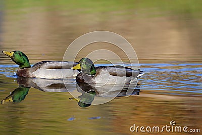 Mallard Ducks Drakes Swimming 800186 Stock Photo