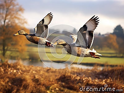 Mallard Ducks Flying Over the Autumn Countryside Cartoon Illustration