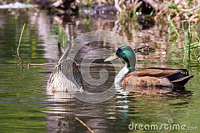 Mallard ducks paired in the spring Stock Photo