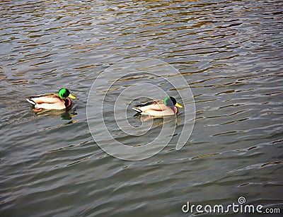 Mallard Ducks Swimming Stock Photo