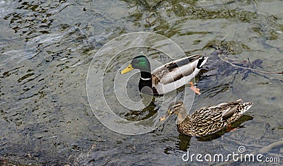 Mallard Ducks Swimming Stock Photo