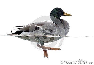 Mallard floating on the water, Anas platyrhynchos Stock Photo