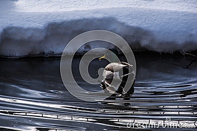 Mallard floating on a winter pond Stock Photo